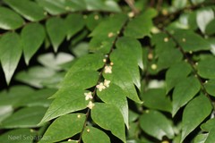 Phyllanthus longiflorus